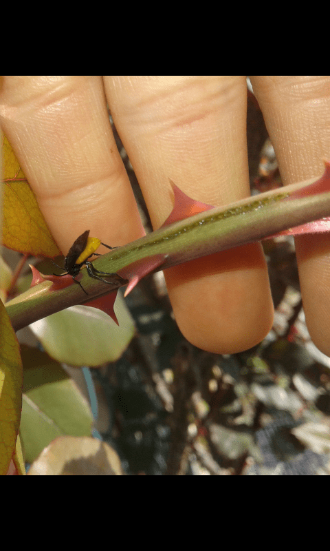 Arge pagana (Argidae)